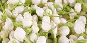 Fresh Belly Jasmine Flower