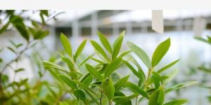 Plot for sale agricultural plantation