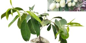 White Jamun Plant