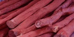 Pure Red Sandalwood Logs