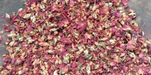 Rose Petals Low Quality
