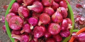 Fresh Red Onion