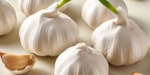 Fresh Garlic