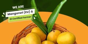 Devgad Prince Alphonso Mango: 1 Dozen