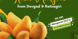 10 pieces kesar mangoes