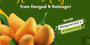king kesar mango