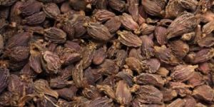 Black Cardamom
