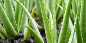 Aloe Vera Leaf