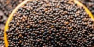 Black Mustard Seeds