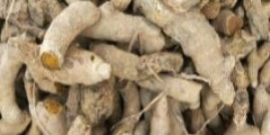 Organic Turmeric Finger