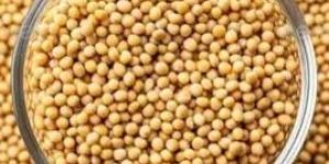 Yellow Mustard Seeds