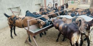 Qurbani Goats