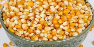 Yellow Corn