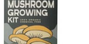 Golden Oyster Mushroom Growing Kit