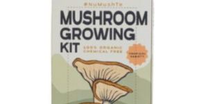 King Tuber Oyster Mushroom Growing Kit