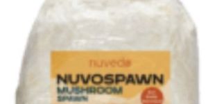 Lions Mane Mushroom Spawn