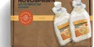 Nuvo Elm Oyster Mushroom Spawn