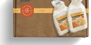 Nuvo Golden Oyster Mushroom Spawn