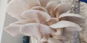 Nuvo White Oyster Mushroom Spawn