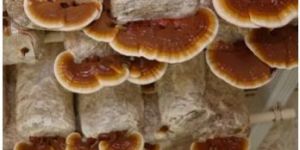 Reishi Mushroom Spawn