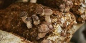 Shiitake Mushroom Spawn