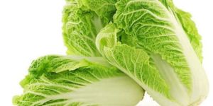 Fresh Chinese Cabbage
