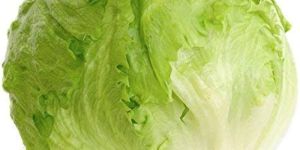 Fresh Iceberg Lettuce