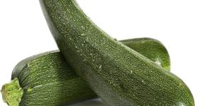 Fresh Zucchini
