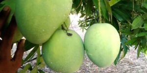 Banginapalli Mango