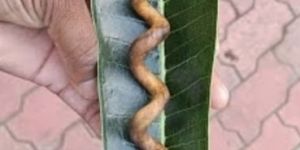 garuda sanjeevini stick