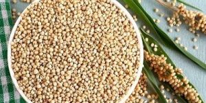 Sorghum