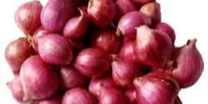Fresh Shallot Onions