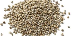 Pearl Millet