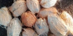 Semi Husked Coconut