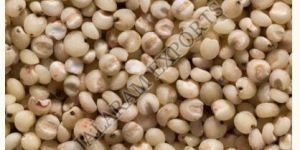 Sorghum Seeds