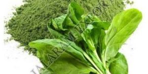 Spray Dried Spinach Powder