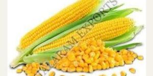 Yellow Maize