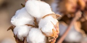 Raw Cotton