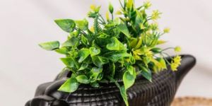 Midnight Conch Planter