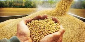 Soya Bean Feed