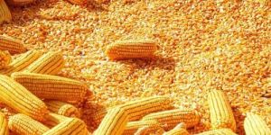 Yellow Maize