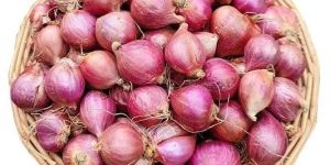 Shallot Onion