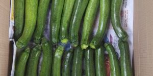 fresh green zuccini