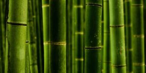 Bamboo Sticks