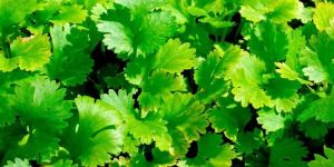 Coriander Leaves