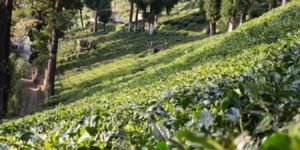 Tea Coffee - Darjeeling