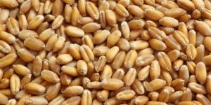 Wheat Gram