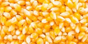Raw Maize