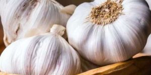 Garlic