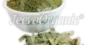 Senna Extract Powder 10:1